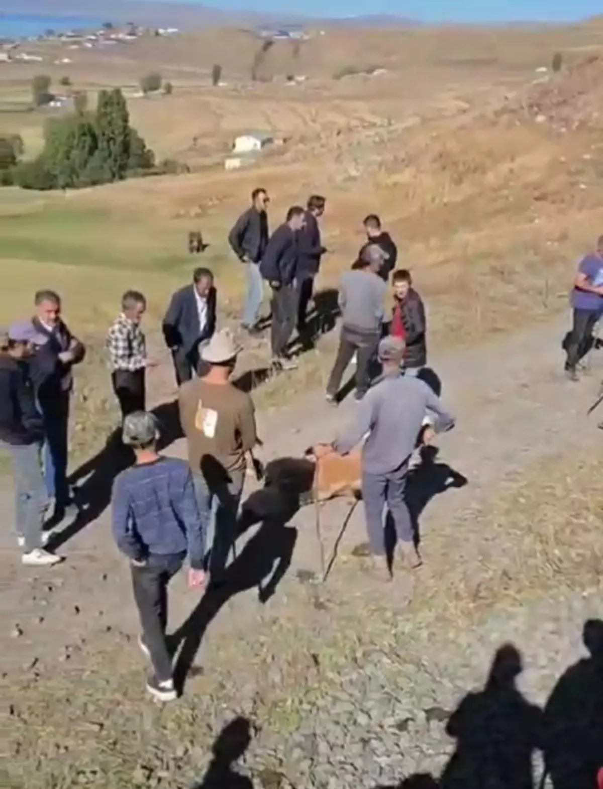 tren inek surusune carpti 5 olu epVsf25k