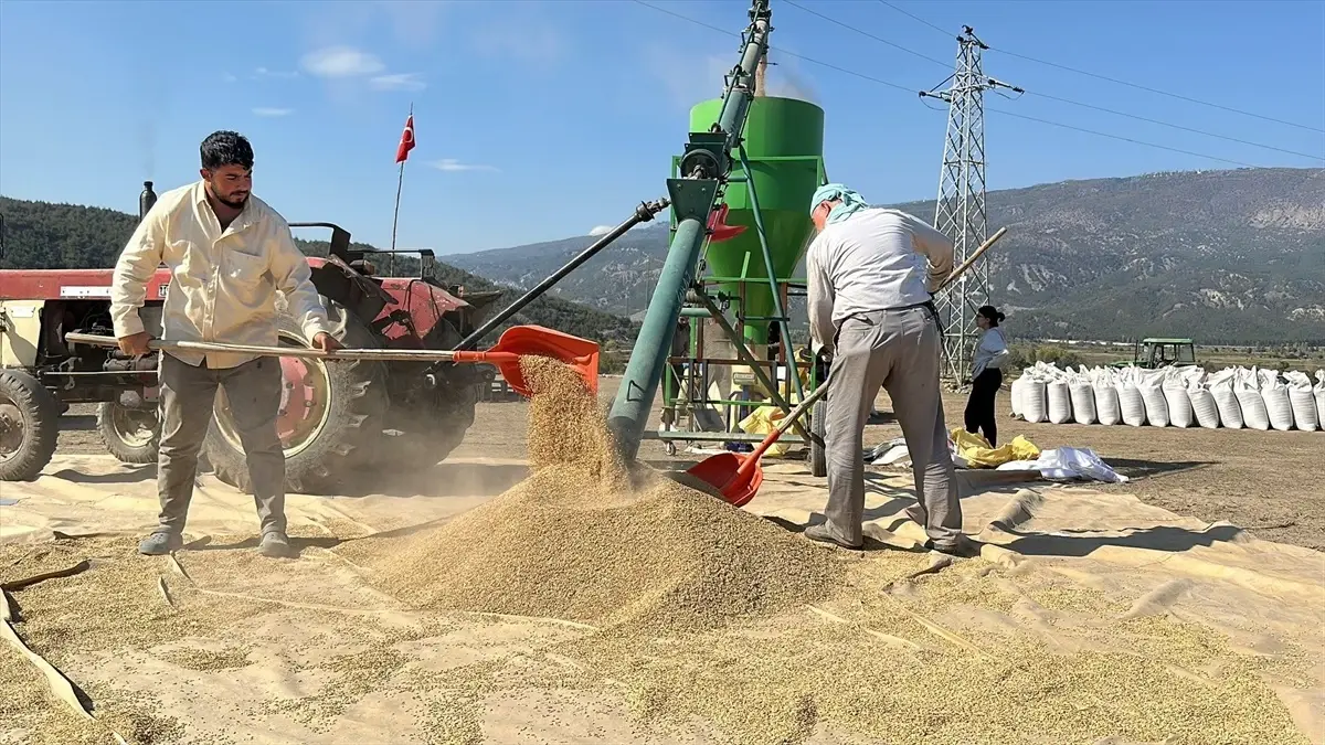 corumda celtik hasadi ve kurutma sureci wfKUYnM2.jpg