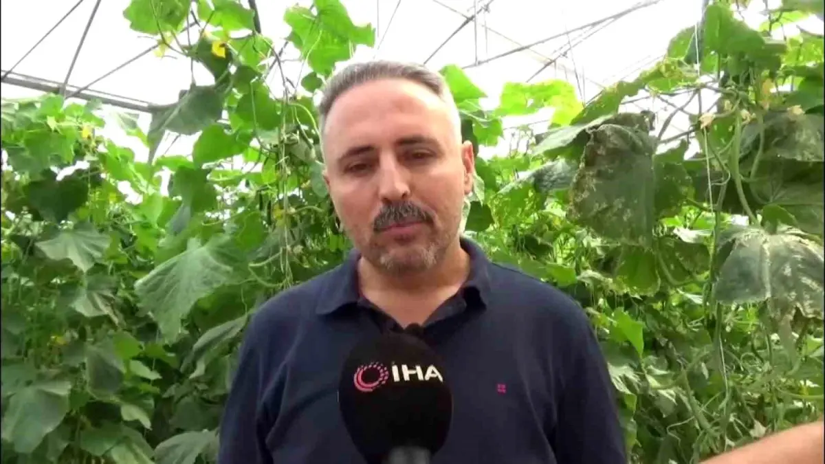 diyarbakirda salatalik serasi kuruldu NHC6qP5u