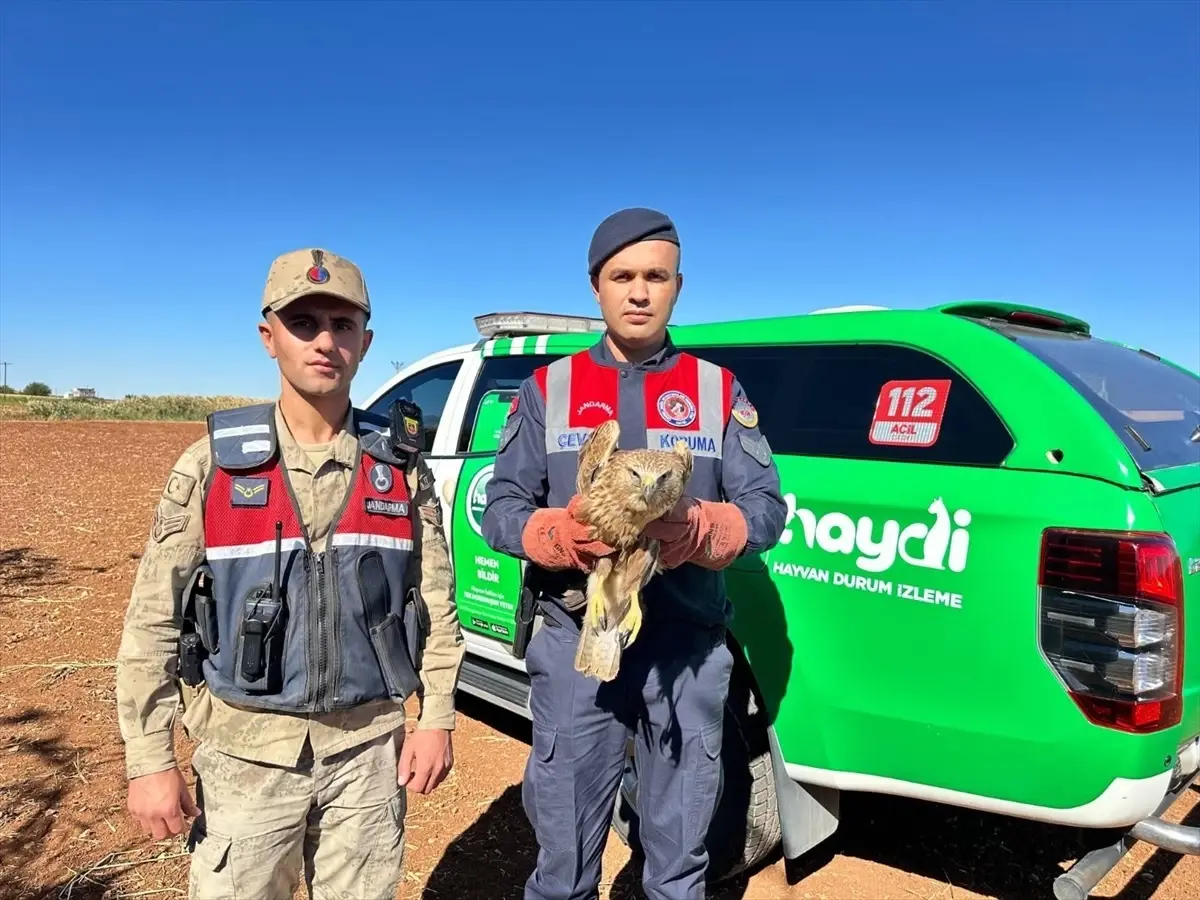 yarali kizil sahin koruma altinda ZwN2xXbD.jpg