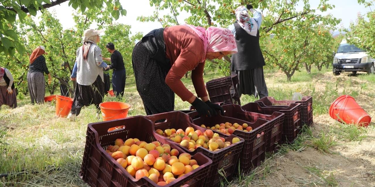 Mersin’in Mut Kayısısı: Erken Hasat Başladı, Dünya Pazarına Hazırlanıyor